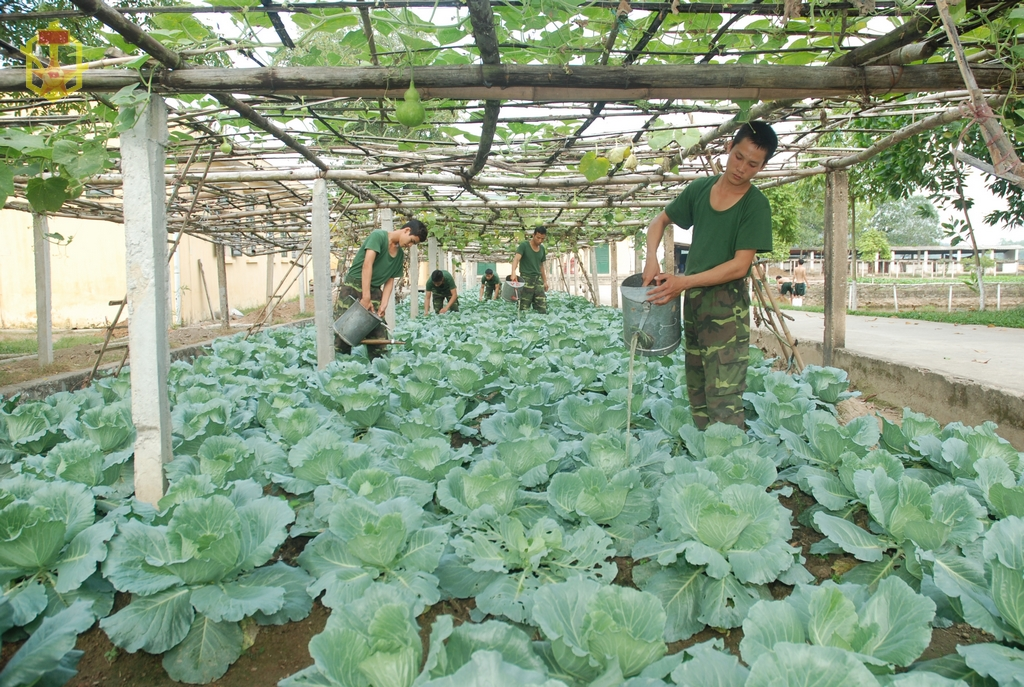 Một số định hướng trong tăng gia sản xuất vụ Xuân Hè 2016